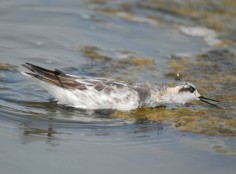 Płatkonóg szydłodzioby© Changhua Coast Conservation Action