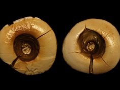 Credit: American Journal of Physical Anthropology (2017). DOI: 10.1002/ajpa.23216 