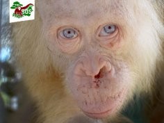 Borneo Orangutan Survival Foundation (BOSF)