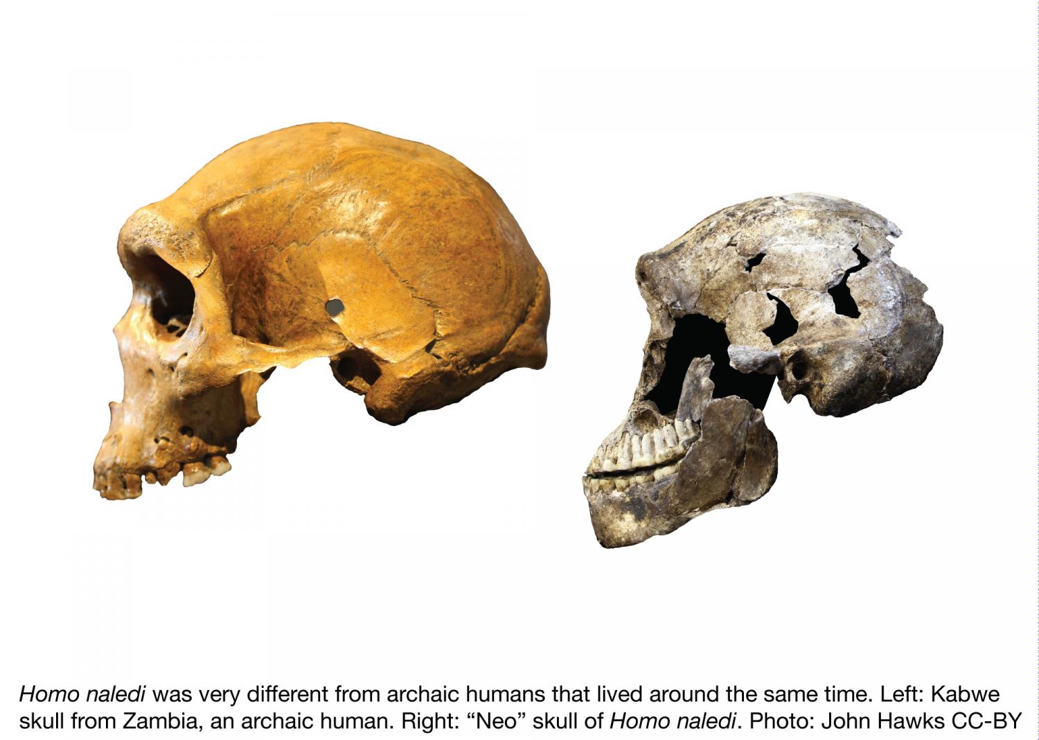 Homo naledi zamieszkiwał Afrykę równocześnie z Homo sapiens