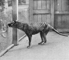 Wilk workowaty w zoo w Hobart (1933); National Archives of Australia