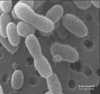 Chryseobacterium greenlandensis - naprawdę wytrzymała bakteria