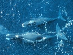 Wieloryby grenlandzkie