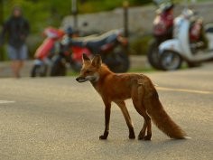 UW Urban Canid Project