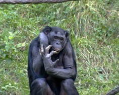 Bonobo w zoo w Cincinnati