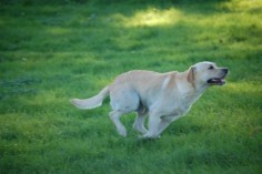 Labrador