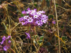 Abronia umbellata