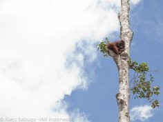 redapes.org