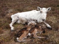 The Cairngorms Reindeer Herd