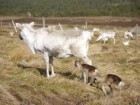 The Cairngorms Reindeer Herd