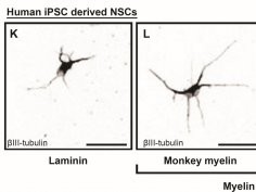 G.H.D. Poplawski et al., Science Translational Medicine