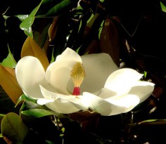 Magnolia