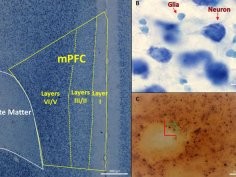 Kougias et al., JNeurosci (2018)