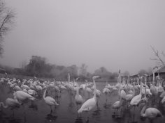 Dr Paul Rose WWT Slimbridge