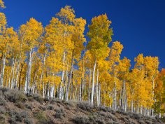 Fish Lake National Forest