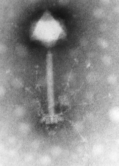 Bakteriofag S-PM2