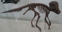 Hypacrosaurus altispinus