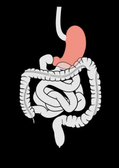 Przewód pokarmowy z zaznaczonym żołądkiem