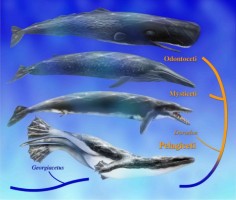 Ewolucja pradawnych waleni
