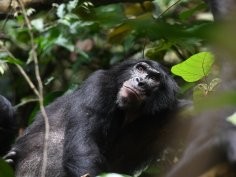 Martin Surbeck, Kokolopori Bonobo Research