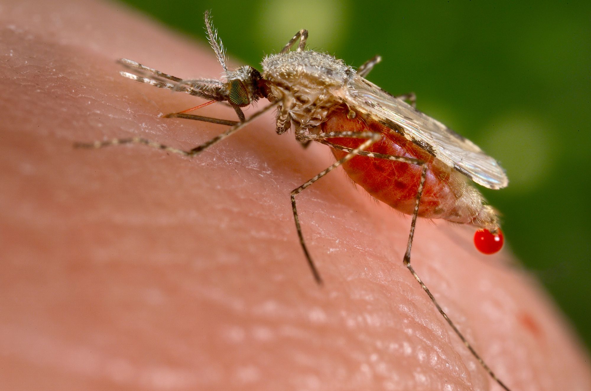Wybiórcza neurotoksyna kontra komary przenoszące malarię