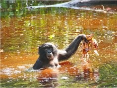 Zana Clay, LuiKotale Bonobo Project