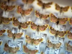 Towarzystwo Entomologów-Amatorów z Krefeld