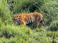 Kaziranga National Park