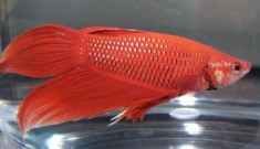 Betta splendens - bojownik syjamski