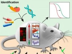 Cell Metabolism