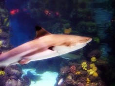 Żarłacz czarnopłetwy (Carcharhinus limbatus)