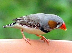 Abberton Bird Lodge