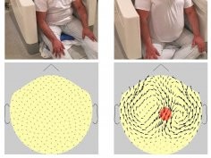 Khan, S., Cohen, D. Magnetotrichography: Measuring the dc magnetic field produced by hair follicles