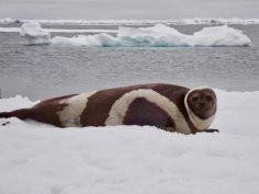 NOAA Fisheries, Polar Ecosystems Program