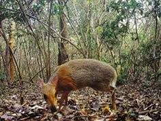 Southern Institute of Ecology/Global Wildlife Conservation/Leibniz Institute for Zoo and Wildlife Research/NCNP 