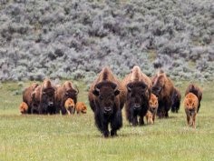 Neal Herbert, National Parks Service