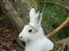 ZOO Wrocław