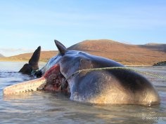 SMASS (Scottish Marine Animal Stranding Scheme)