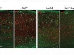 Cheng et al., JNeurosci 2019