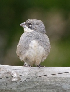 Diuka (Diuca diuca)