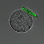 Limfocyt B z przyłączonym \\\"plecakiem\\\" wypełnionym barwnikiem fluorescencyjnym