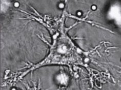 PLoS Pathogens, licencja CC