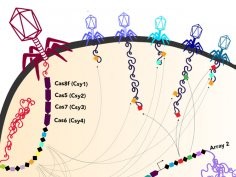 University of California, Berkeley; Jill Banfield lab