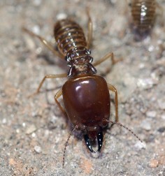 Żołnierz termita