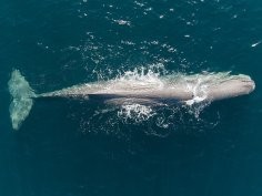 Photo credit Marine Mammal Lab, University of Otago