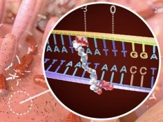 DEMCON, nymus3D; Hubrecht Institute