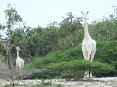 Ishaqbini Hirola Community Conservancy