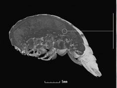 Weston et al., 2020, Newcastle University