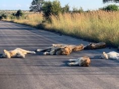 Richard Sowry, Kruger National Park