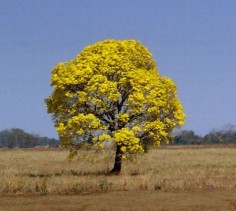 Ipê-amarelo© Leonardo Carvalholicencja: Creative Commons